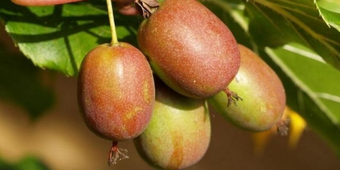 Actinidia: sadnja i njega u predgrađu